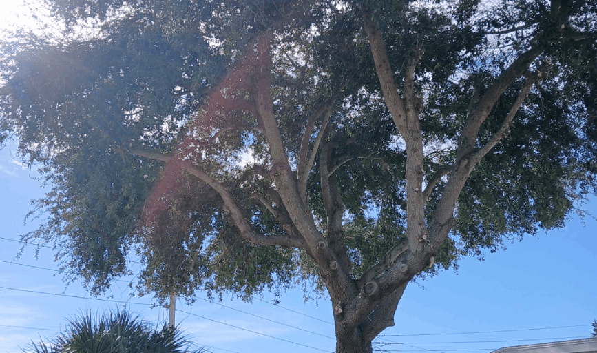 Jacob Landscaping & Trees Service