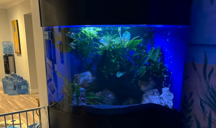 Aquarium Maintenance