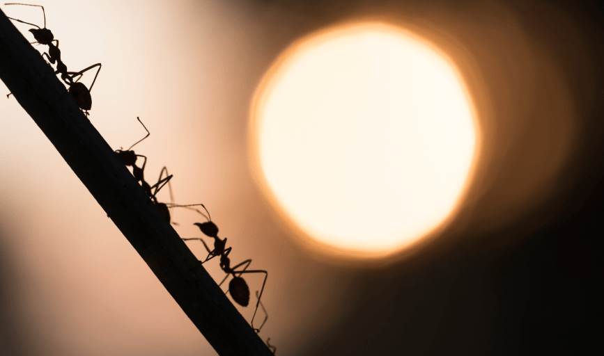 BlackBeard Pest Control