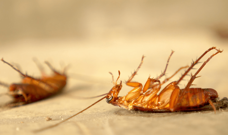 BlackBeard Pest Control