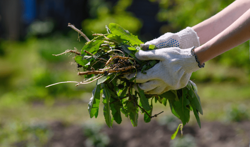 Weed Removal