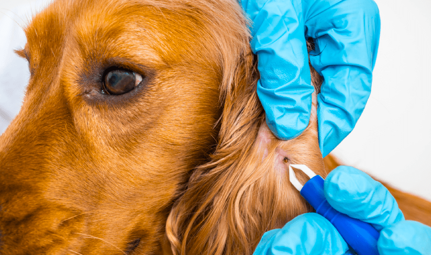 Flea and Tick Treatment