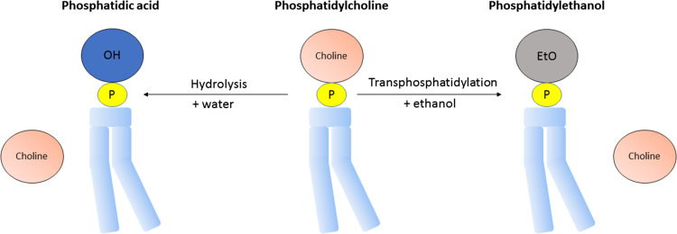 Blood Centrifugation
