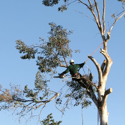 Tree Service