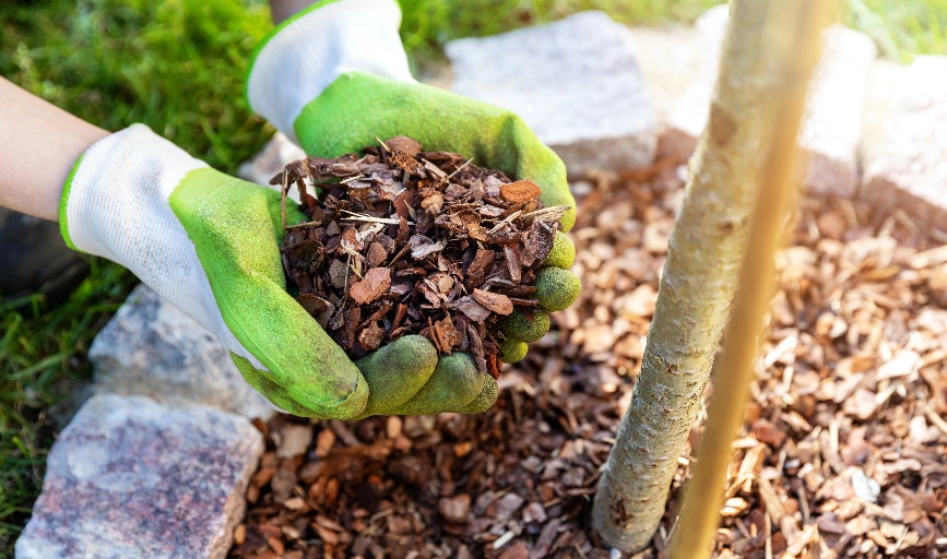America Green Care Landscape