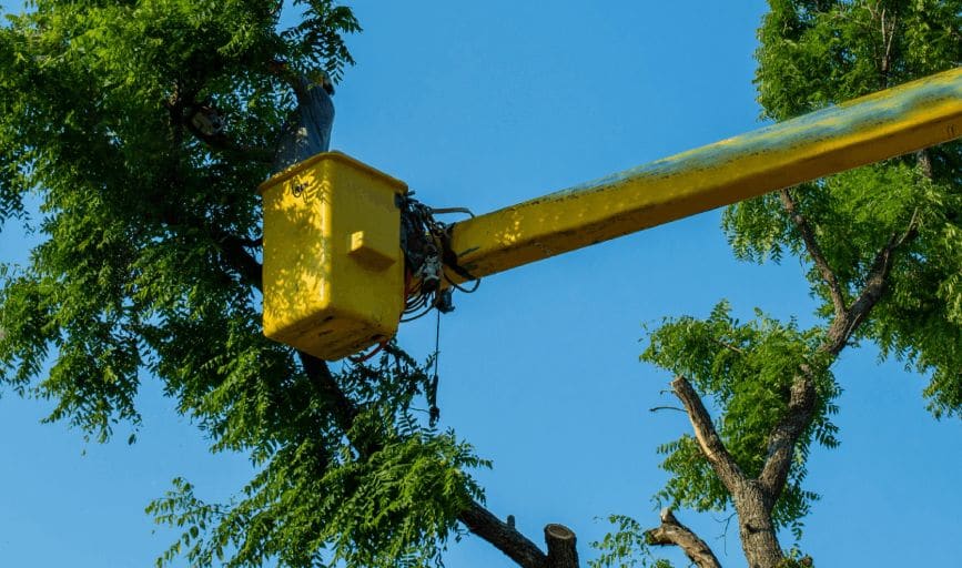 Genesis Landscape & More