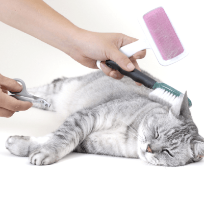 CAT GROOMING