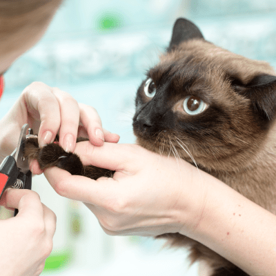 CAT NAIL TRIMMING