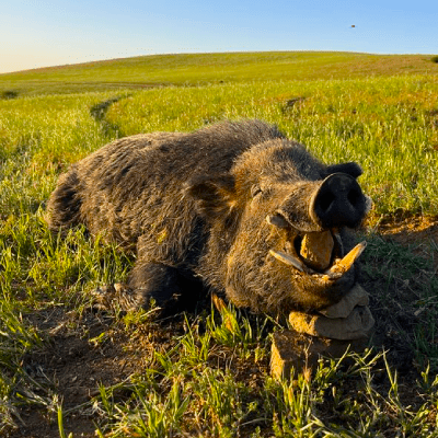 Wild Pig Hunting
