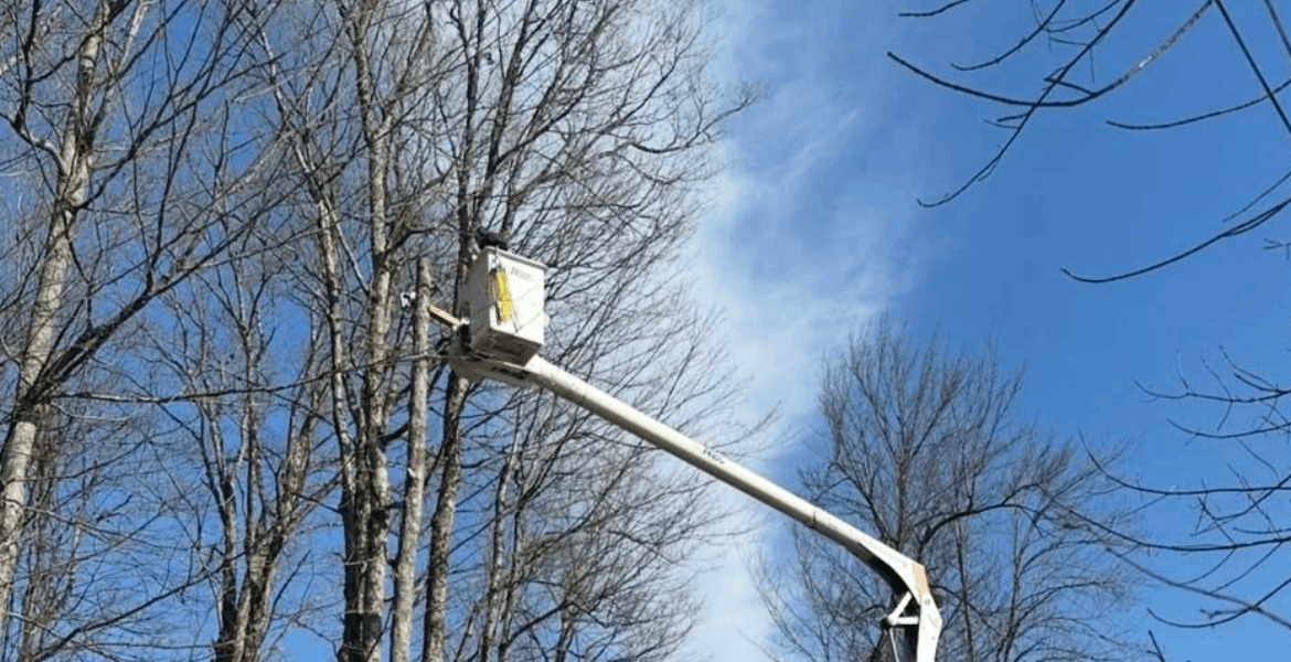 Apex Tree Care