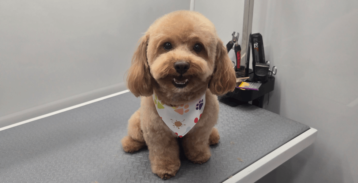 The Best Friend Pet Grooming 