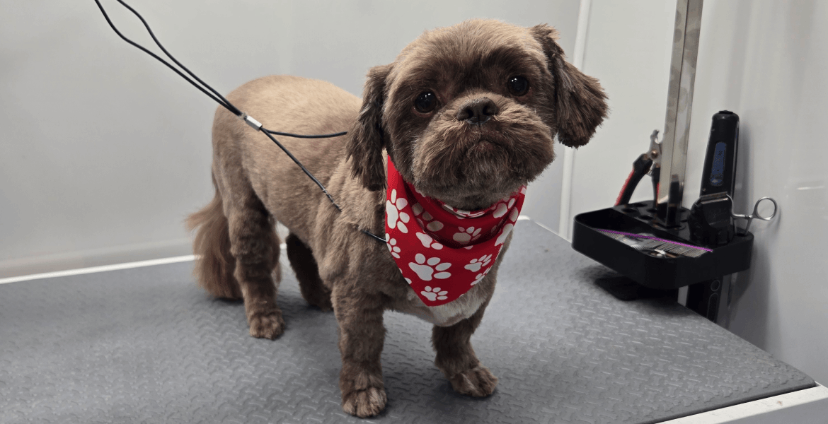 The Best Friend Pet Grooming 