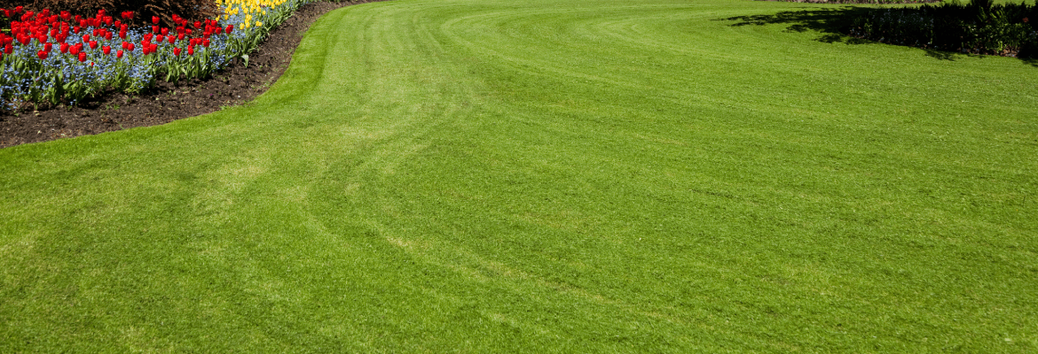 Carlo’s Yard & Tree Care