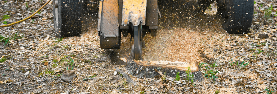 Carlo’s Yard & Tree Care