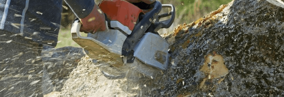 Carlo’s Yard & Tree Care