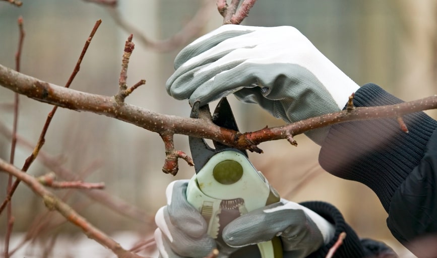 Trees & Landscape Design