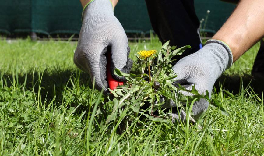 Weed Removal