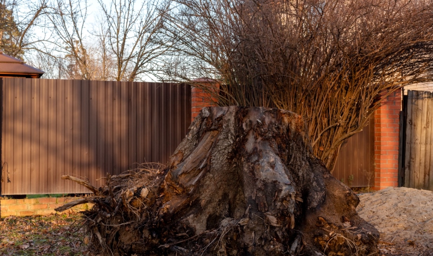 Boggs Stump Grinding