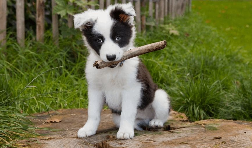 Flourishing Family Farm