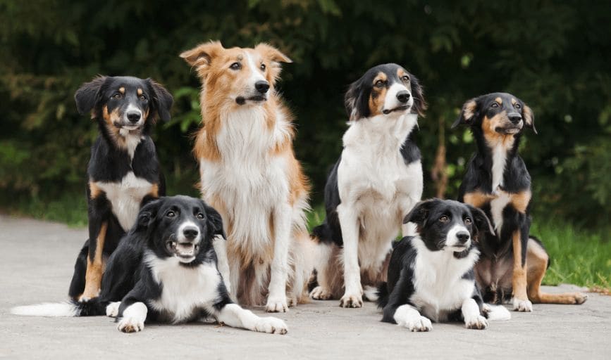 Flourishing Family Farm