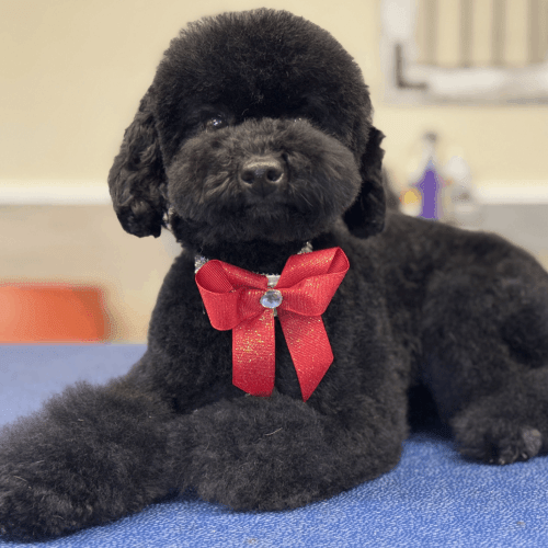 Doggy Day Care Services