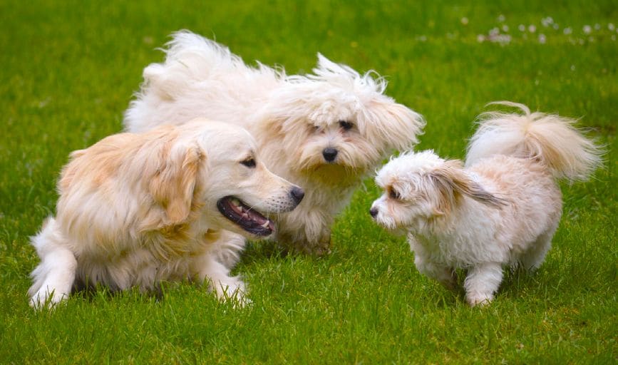 Rovers Rolling Daycare 