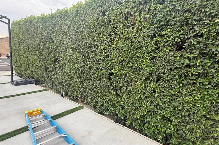 South Cali Landscaping