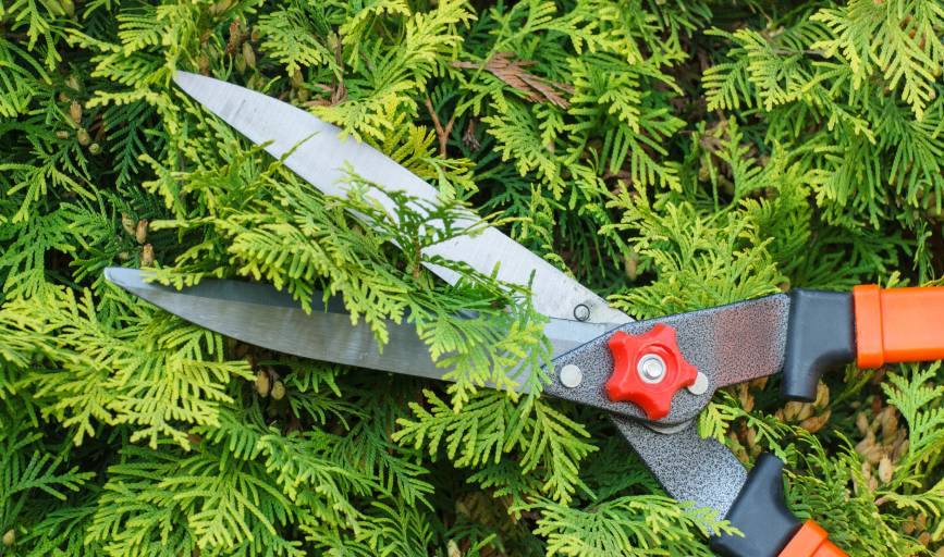 South Cali Landscaping