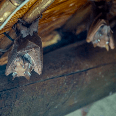 Bat Removal