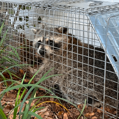 Raccoon Removal