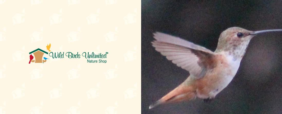 Bird Feeding Advice and Gifts