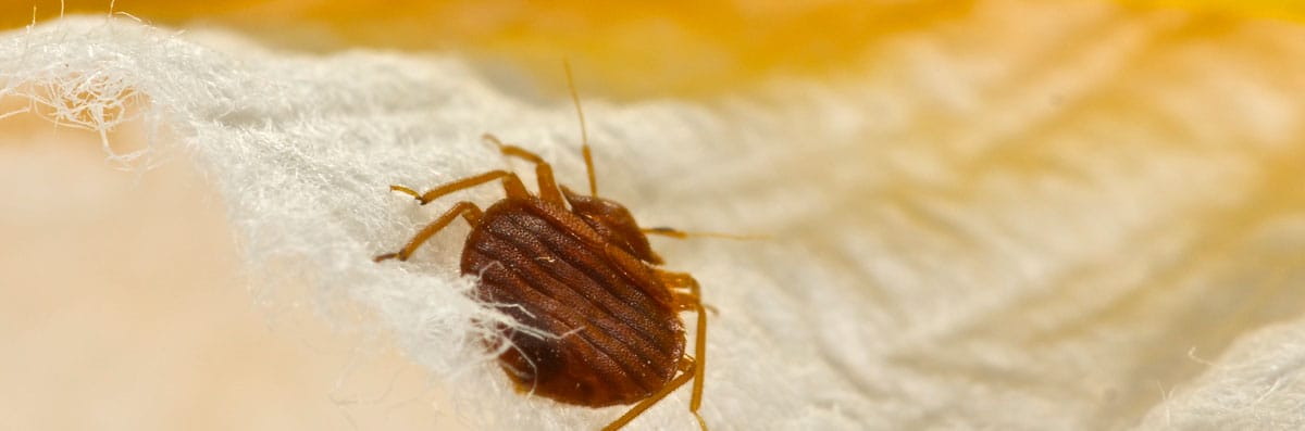 Bedbug Control