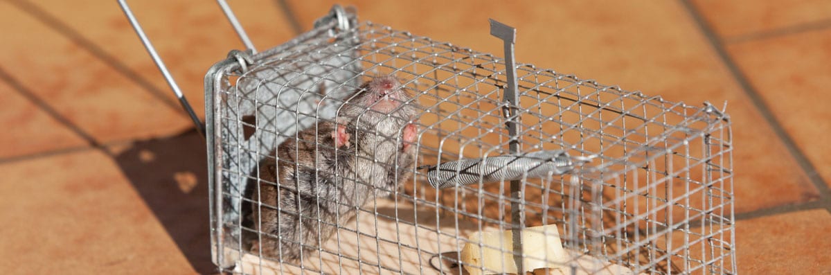 Pest Control