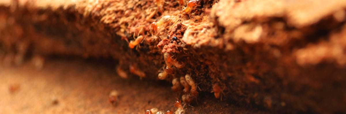 Termite Control