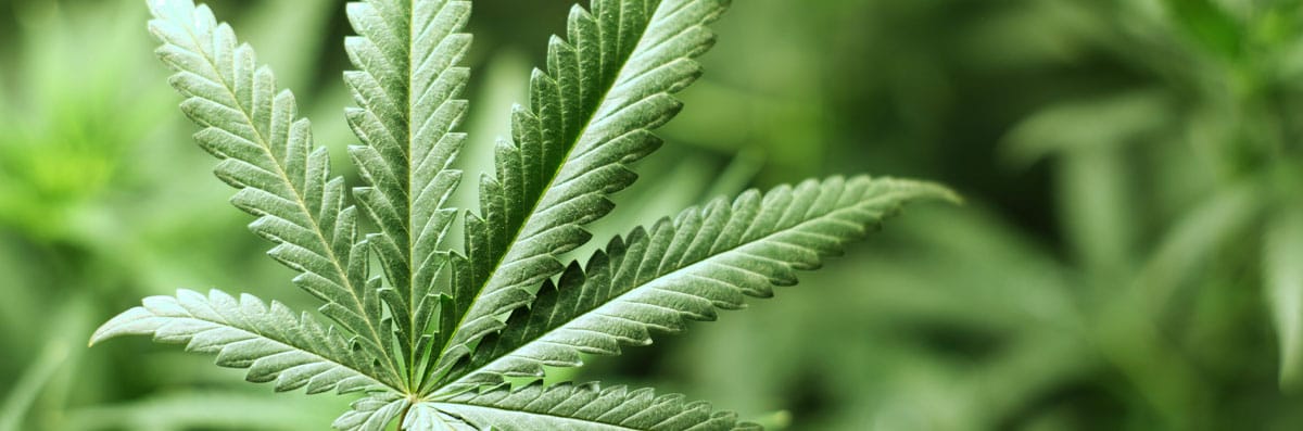 CBD Products