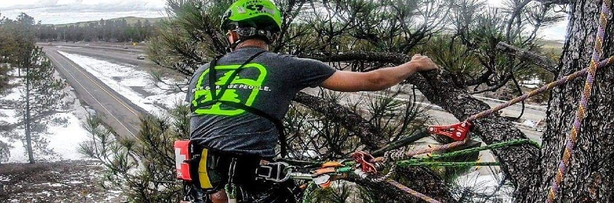 Tree Trimming