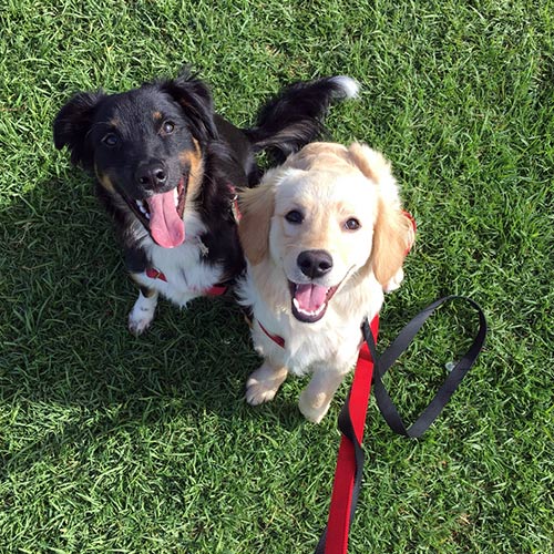 Dog Daycare