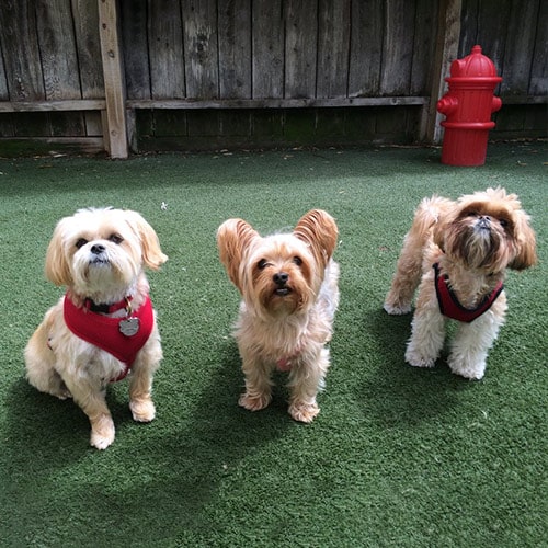 Dog Training
