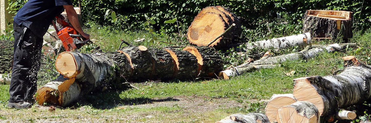 Tree Removal