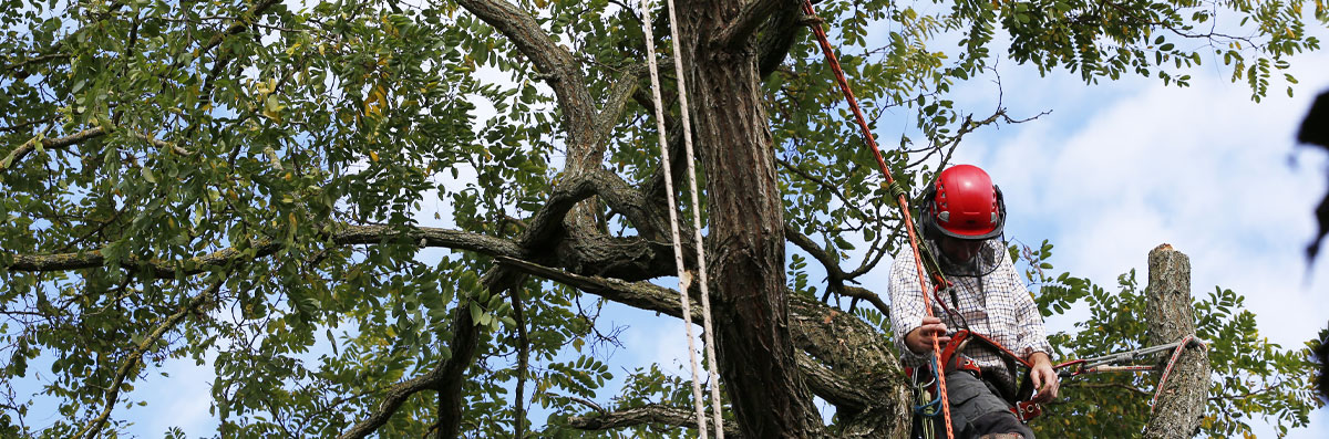 Tree Trimming