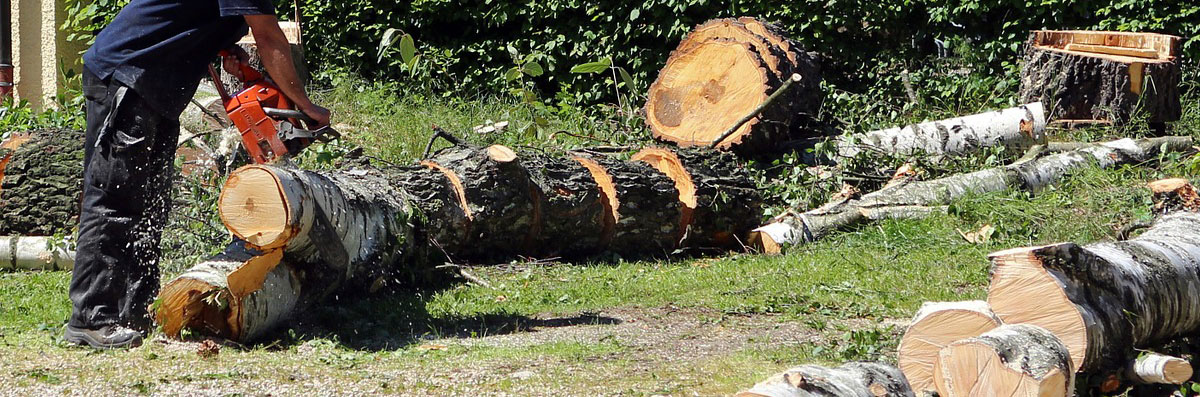 Tree Removal