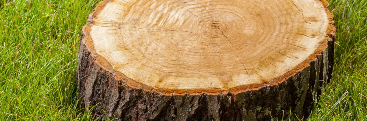 Stump Removal