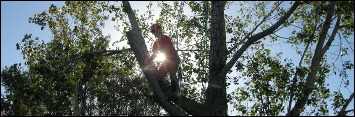 Tree Trimming