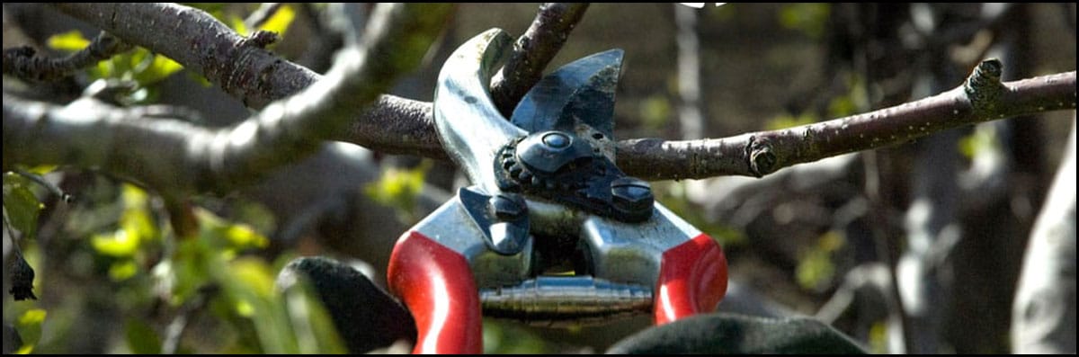 Tree Services