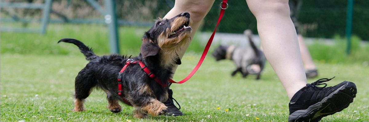 Dog Training