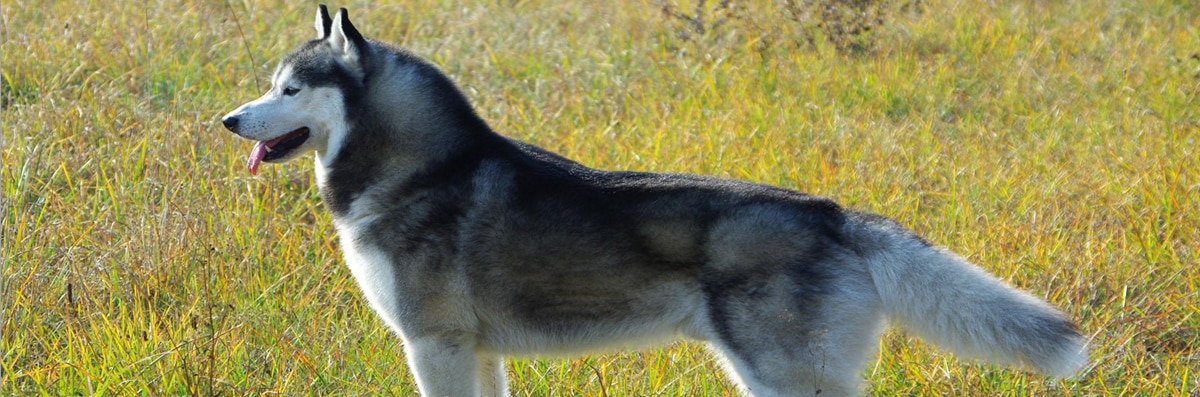 Dog Behavior Modification