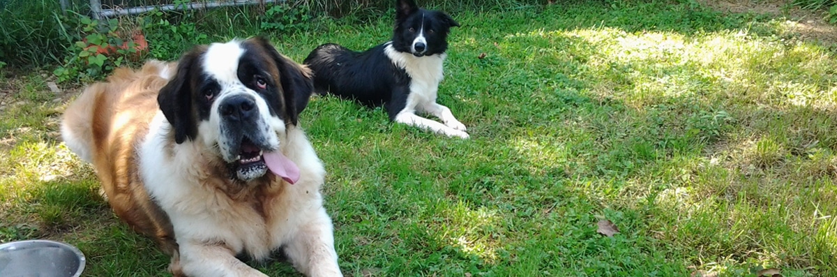 Dog Aggression Therapy