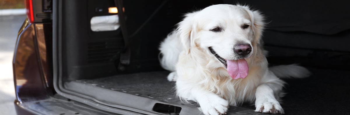 Dog Good Manners