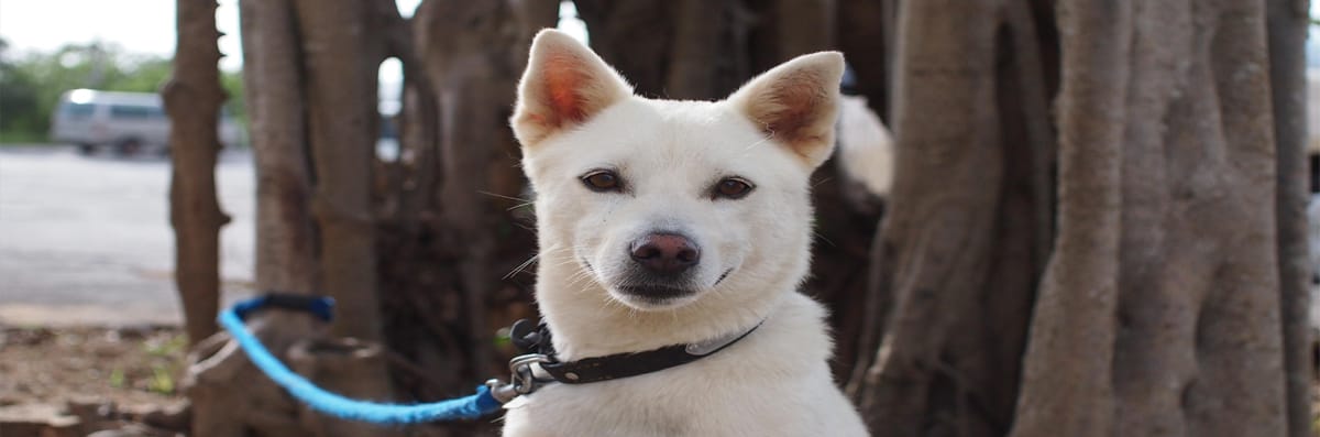 Shelter Dog Training