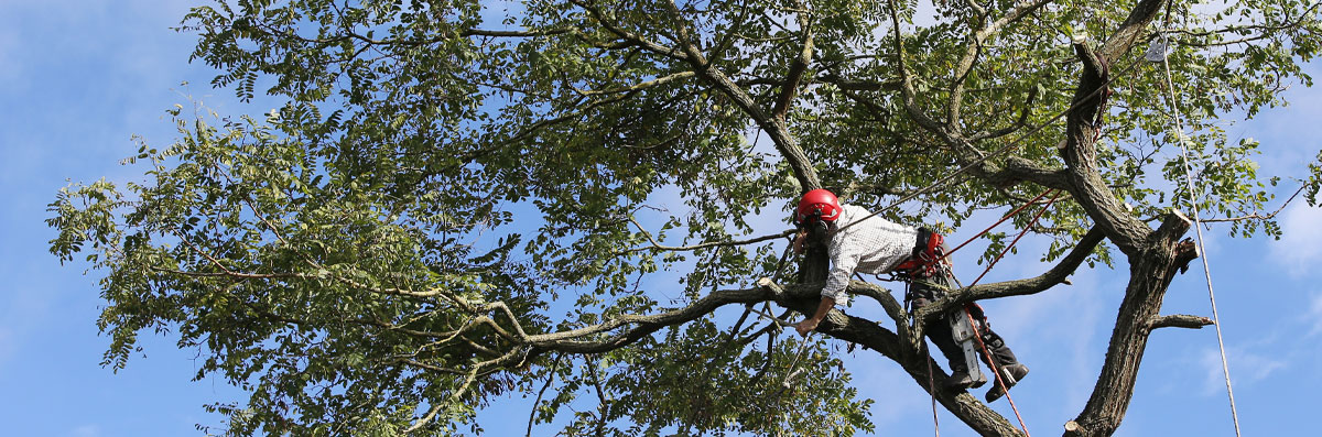 Tree Trimming